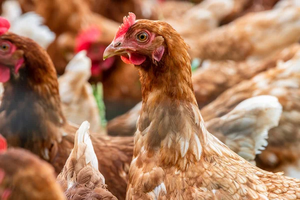 Pollo Campo Libre Aire Libre — Foto de Stock