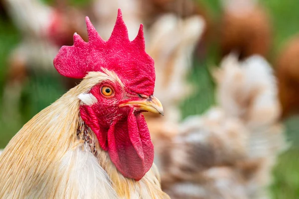 Pollo Campo Libre Aire Libre — Foto de Stock