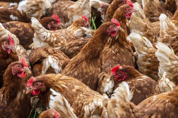 Pollo Campo Libre Aire Libre — Foto de Stock