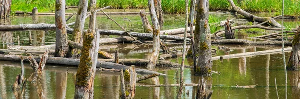 Біотоп Пнями Дереві Воді — стокове фото