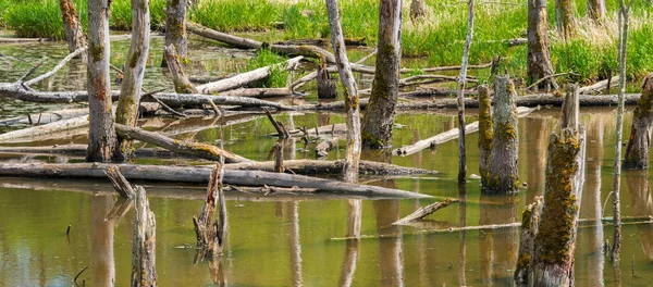 Biotop Mit Baumstümpfen Wasser — Stockfoto