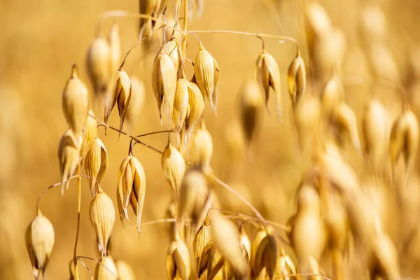 Landwirtschaft Und Ackerbau Mit Getreide — Stockfoto