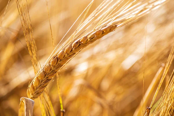 Landwirtschaft Und Ackerbau Mit Getreide — Stockfoto