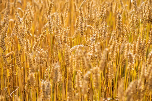 Agricultura Ganadería Con Cereales — Foto de Stock