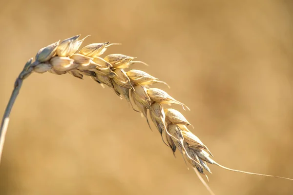 Landwirtschaft Und Ackerbau Mit Getreide — Stockfoto