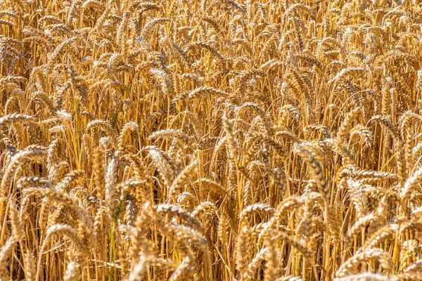 Agricultura Agricultura Arvenses Com Cereais — Fotografia de Stock