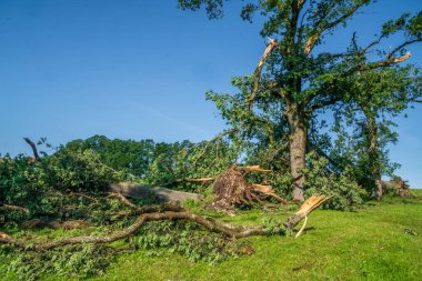 Dolu, fırtına ve sağanak yağmur ağaçları yok ediyor