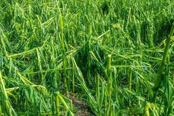 Hagel Schade Zware Regen Vernietigt Landbouw Maïsvelden — Stockfoto