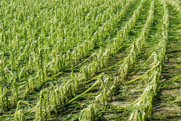 Hagel Schade Zware Regen Vernietigt Landbouw Maïsvelden — Stockfoto