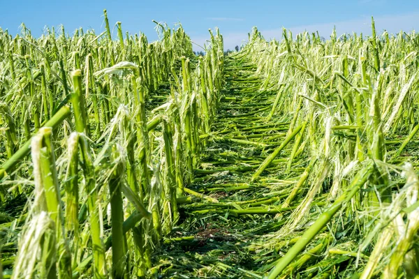 雹の被害と大雨は農業やトウモロコシ畑を破壊します — ストック写真