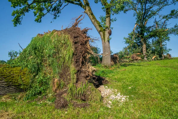 Hagel Sturm Und Starkregen Zerstören Bäume — Stockfoto