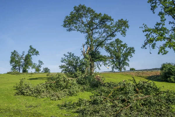 Hagel Sturm Und Starkregen Zerstören Bäume — Stockfoto