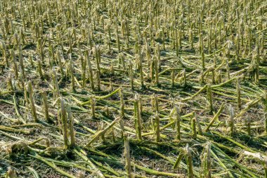 Hail damage and heavy rain destroys agriculture and maize fields clipart