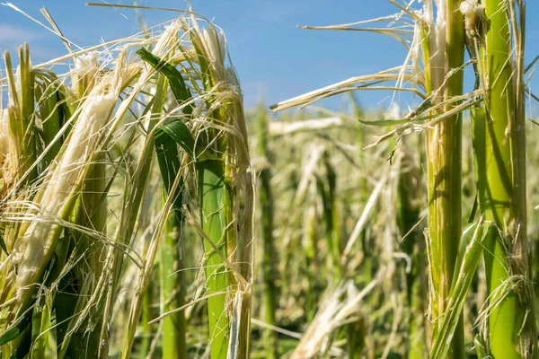 Granizo Danos Chuva Forte Destrói Agricultura Campos Milho — Fotografia de Stock