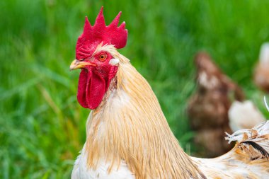 Açık havada tavuk.