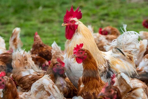 Pollo Campo Libre Aire Libre — Foto de Stock