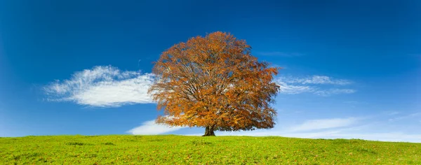 Einzelne Große Buche Herbst — Stockfoto