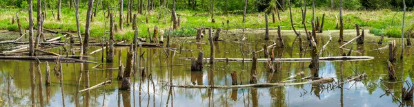 Biotoop Met Boomstronken Het Water — Stockfoto