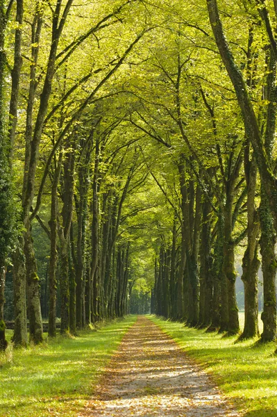 Big tree alley with small path — Stock Photo, Image