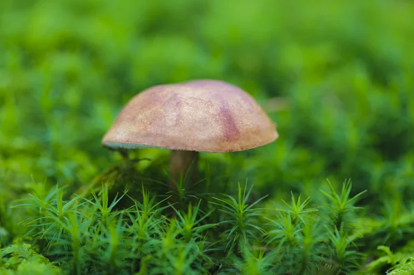 Champiñón castaño —  Fotos de Stock