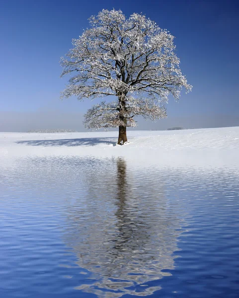 Solo árbol viejo grande —  Fotos de Stock