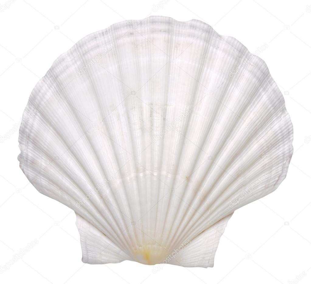 Isolated white shell