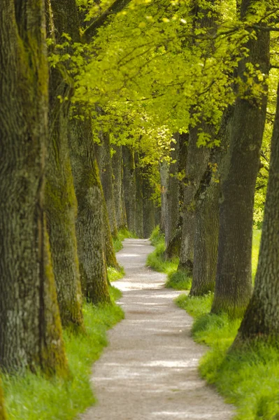 Callejón largo de árboles con sendero peatonal —  Fotos de Stock