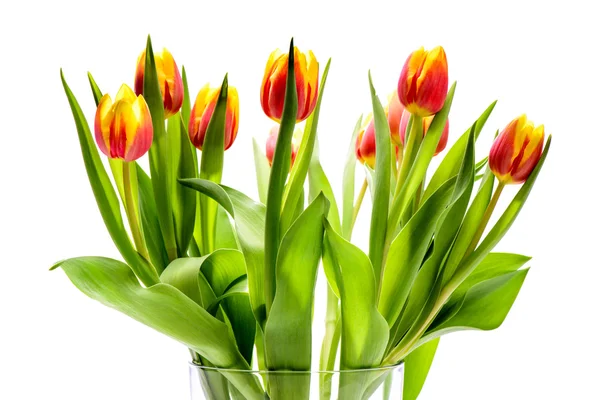 Banda velikonoční tulipány — Stock fotografie
