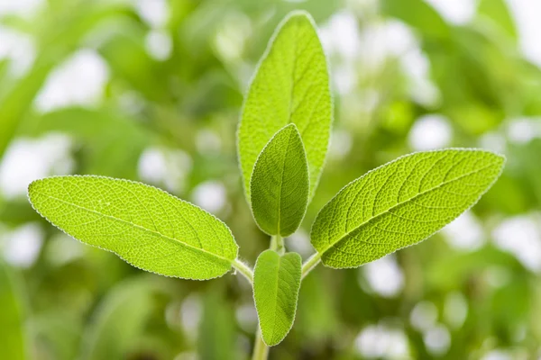 Sage spice plant — Stock Photo, Image