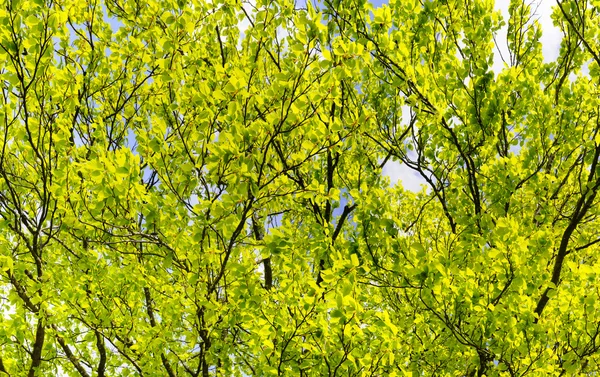 Bladeren van beuken boom — Stockfoto