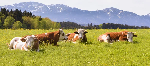 Amplio paisaje panorámico en Baviera — Foto de Stock