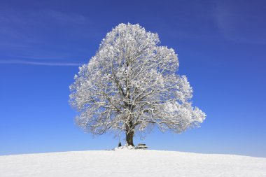 Tek büyük eski ıhlamur ağacı