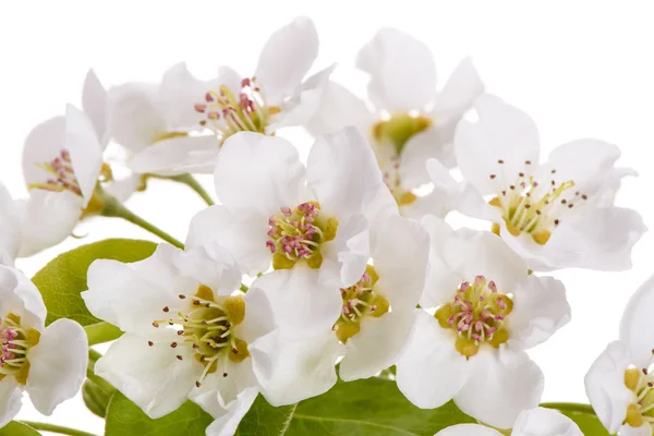 Bloei van de perenboom — Stockfoto