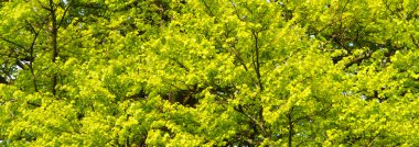 panorama view to leaves at tree