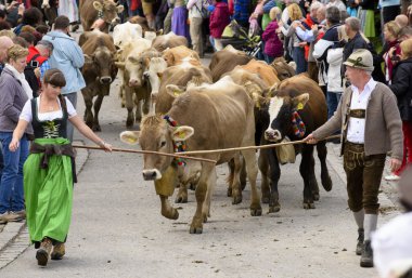 İnek Sürüsü döndürür Dağı mera cowshed için sonbahar ve Almanya'da - Almanca adında ünlü bir olaydır: Almabtrieb veya Viehscheid