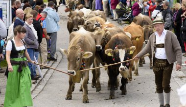 İnek Sürüsü döndürür Dağı mera cowshed için sonbahar ve Almanya'da - Almanca adında ünlü bir olaydır: Almabtrieb veya Viehscheid