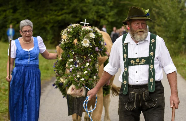 Herd of cows returns from mountain pasture to cowshed, named Almabtrieb or Viehscheid in german language — 图库照片