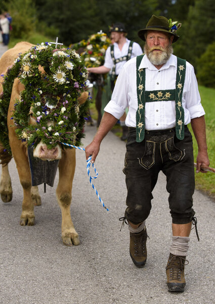 Herd of cows returns from mountain pasture to cowshed, named Almabtrieb or Viehscheid in german language