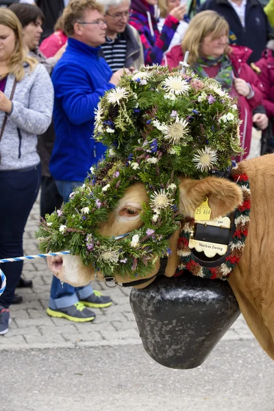 Herd of cows returns from mountain pasture to cowshed, named Almabtrieb or Viehscheid in german language — Stockfoto