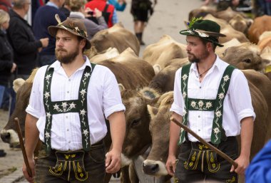 Herd of cows retuern from mountain pasture to cowshed in valley