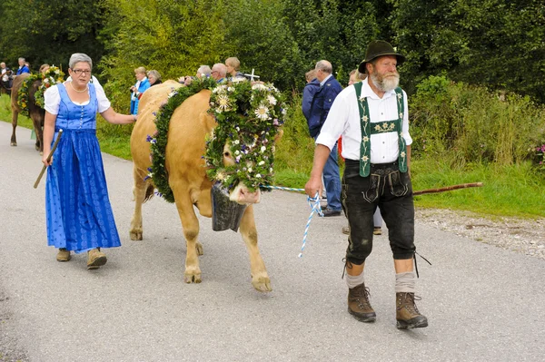 Mandria di mucche ritorna dal pascolo di montagna alla stalla, chiamato Alm — Foto Stock