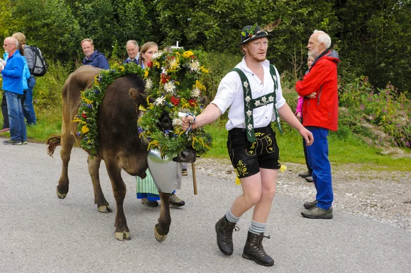 Herd of cows returns from mountain pasture to cowshed, named Alm — ストック写真