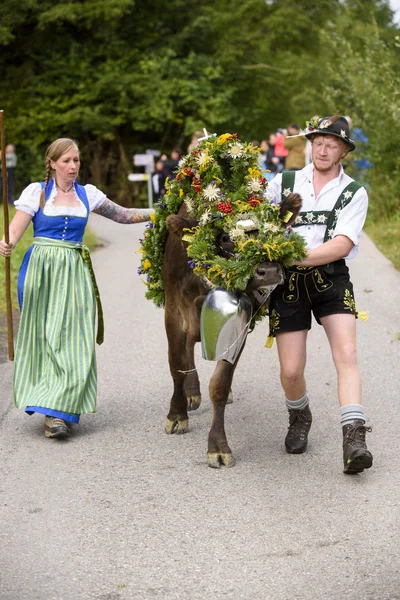 Mandria di mucche ritorna dal pascolo di montagna alla stalla, chiamato Alm — Foto Stock