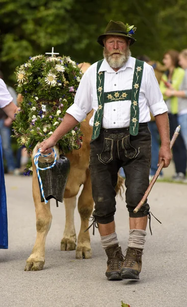 Herd of cows returns from mountain pasture to cowshed, named Alm — Stock Fotó