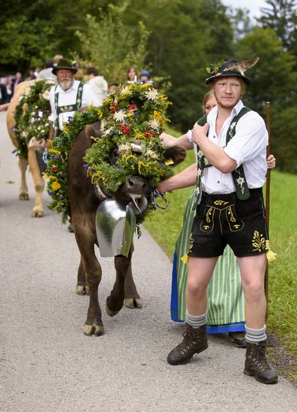 Herd of cows returns from mountain pasture to cowshed, named Alm — Stockfoto