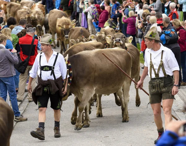 Herd of cows retuern from mountain pasture to cowshed in valley — ストック写真