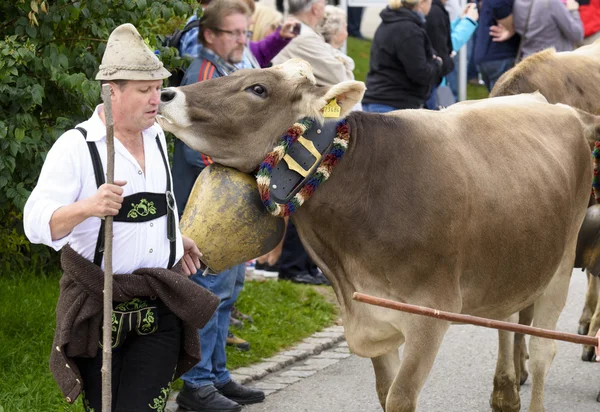 Herd of cows retuern from mountain pasture to cowshed in valley — Stock fotografie