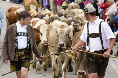 Herd of cows retuern from mountain pasture to cowshed in valley