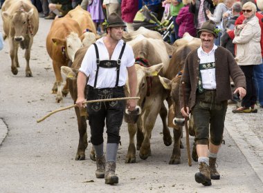 Herd ofcows retuern from mountain pasture to cowshed in valley