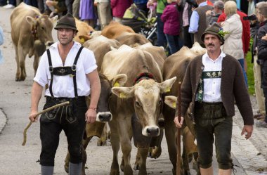 Herd of cows returns from mountain pasture to cowshed